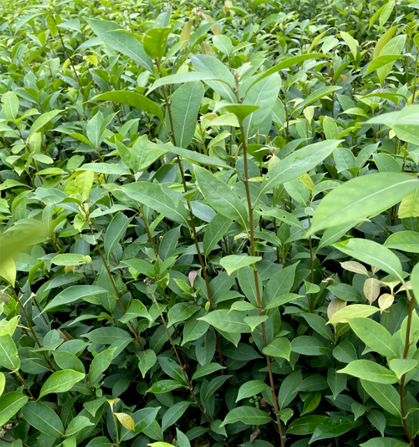 潘祠“甜茶”